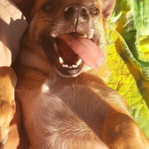Sitter Pet